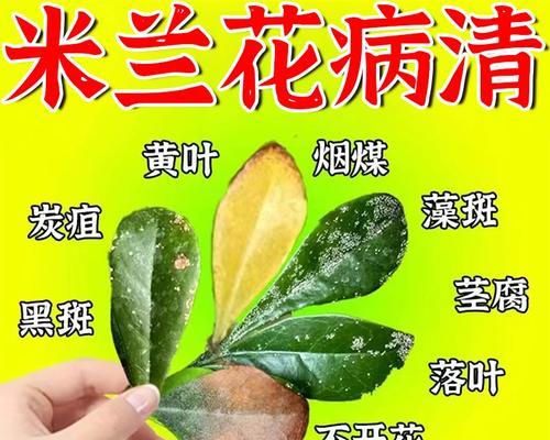 兰花叶子干枯发黄怎么处理？有效的方法是什么？