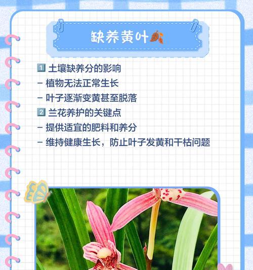 兰花叶子干枯发黄怎么处理？有效的方法是什么？