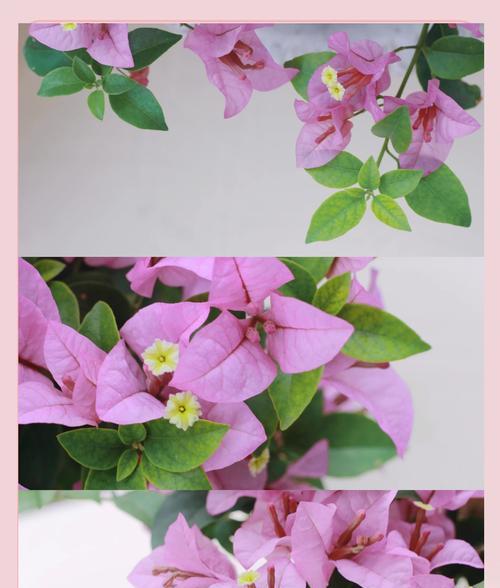 阳台长期养护的花卉有哪些推荐？