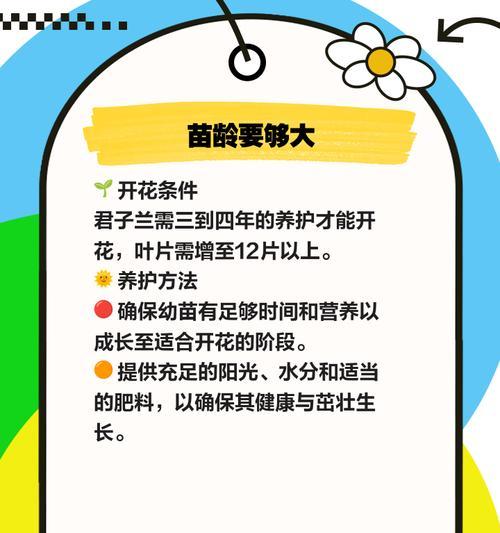 君子兰掉花的原因及解决办法是什么？