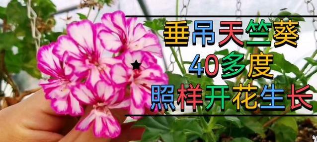 天竺葵垂吊如何让它竖起来？