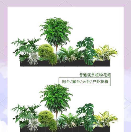 带漏水花箱种植木本植物的技巧有哪些？