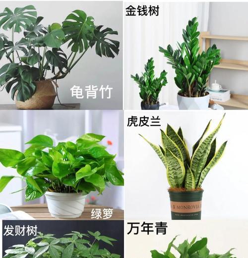 主卧外阳台适合养什么花？如何根据光照选择植物？