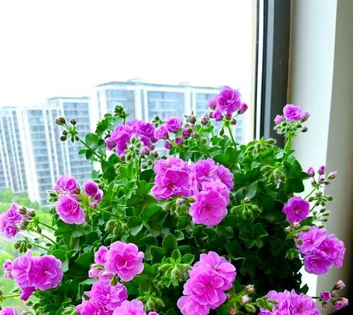 主卧外阳台适合养什么花？如何根据光照选择植物？
