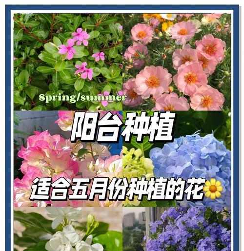 主卧外阳台适合养什么花？如何根据光照选择植物？
