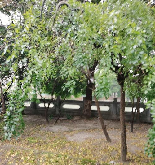树枝嫩叶发黄的处理方法有哪些？