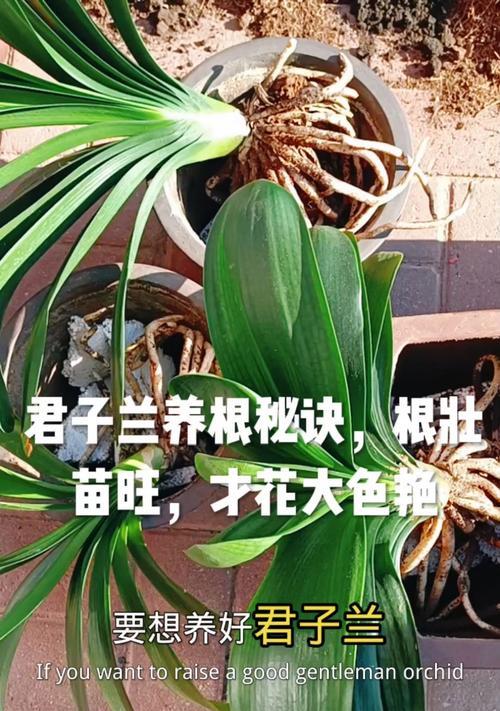 如何自己培养君子兰？
