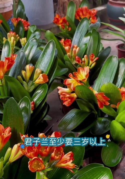 如何自己培养君子兰？