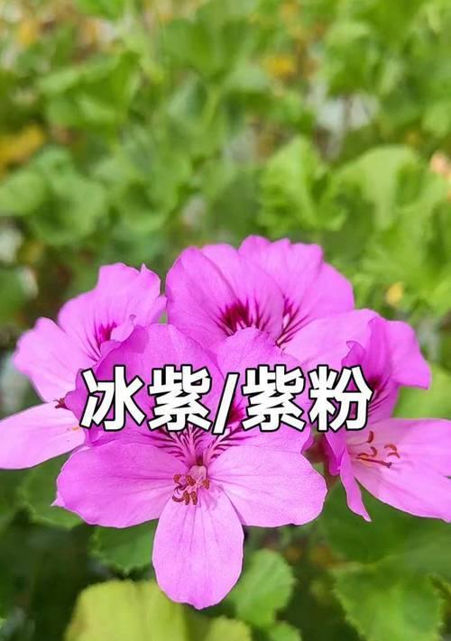 大花天天竺葵粉蝶的养殖要点是什么？