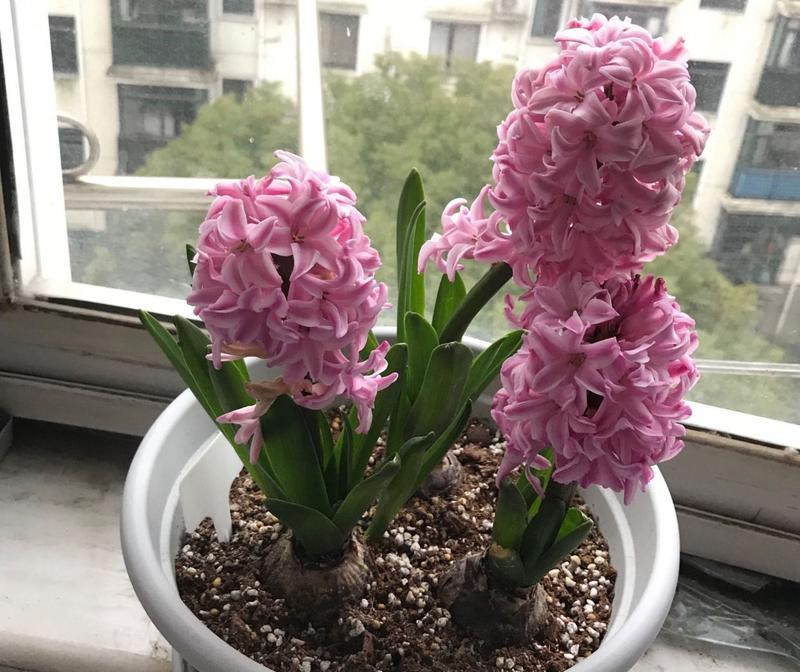如何养活好养的球根植物？