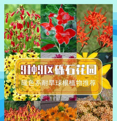 如何养活好养的球根植物？