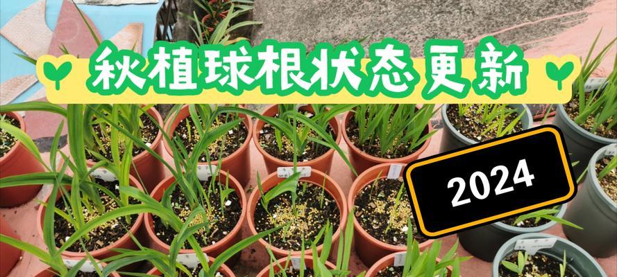 如何养活好养的球根植物？