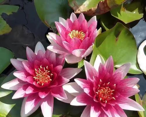 宁静的水生植物有哪些？如何选择适合家庭水族箱的品种？