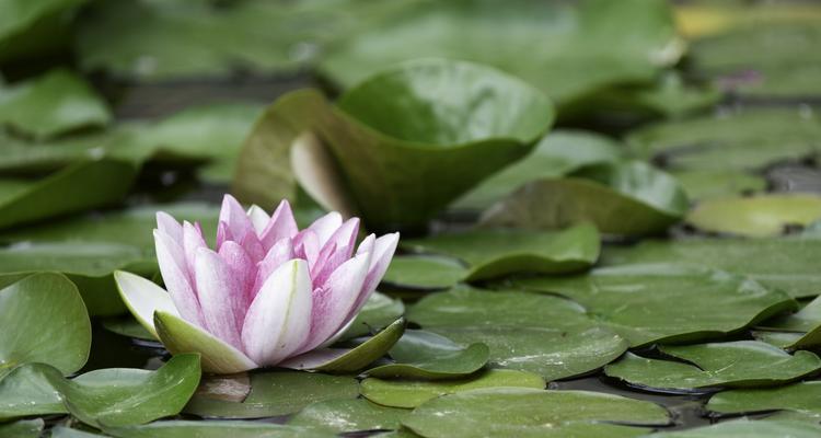 宁静的水生植物有哪些？如何选择适合家庭水族箱的品种？