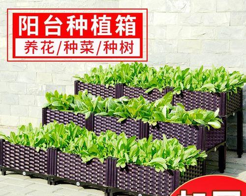 柞树老桩栽培技术要点是什么？如何正确进行养护？