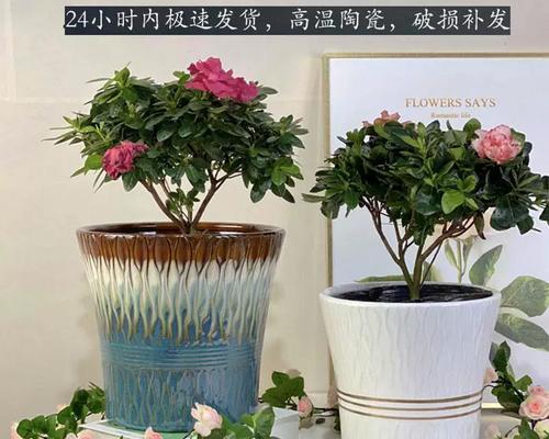瓷花盆种三角梅？效果如何？
