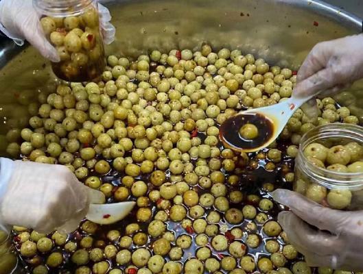 油甘栽培管理的关键技术要点是什么？