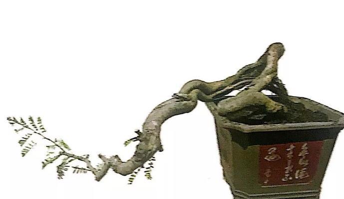 油甘栽培管理的关键技术要点是什么？