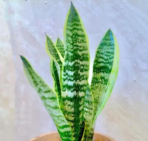 哪些室内植物价值最高且值得观赏？