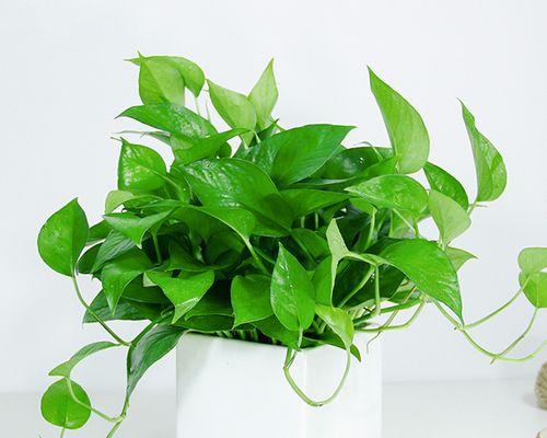 哪些室内植物价值最高且值得观赏？