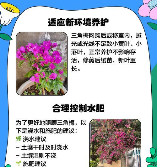 枯枝三角梅的处理方法有哪些？