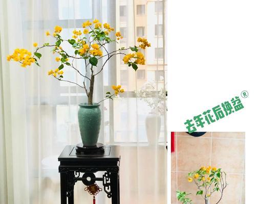枯枝三角梅的处理方法有哪些？