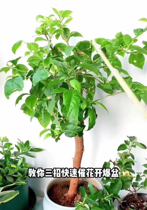 枯枝三角梅的处理方法有哪些？