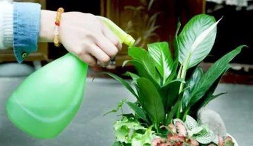 油甘菊浇水后叶子发黄的解决措施？