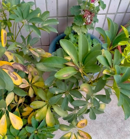 油甘菊浇水后叶子发黄的解决措施？