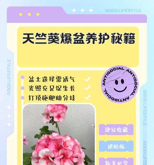 垂钓大红天竺葵的养护技巧是什么？