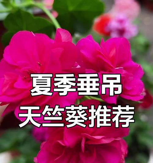 垂钓大红天竺葵的养护技巧是什么？