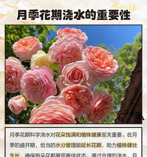 地栽月季浇水的最佳时间是什么时候？