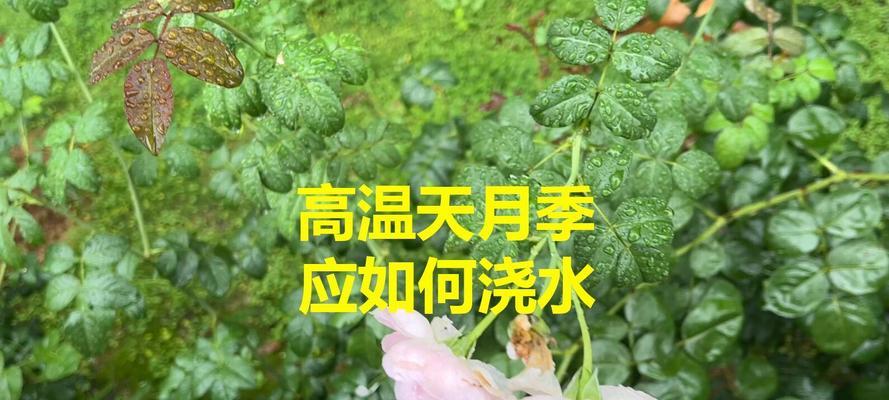 地栽月季浇水的最佳时间是什么时候？