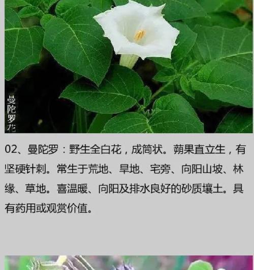 观赏植物中的“臭名昭著”：哪些植物最臭？
