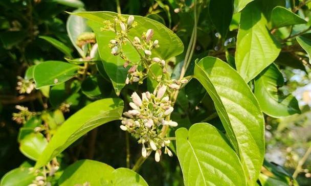 观赏植物中的“臭名昭著”：哪些植物最臭？