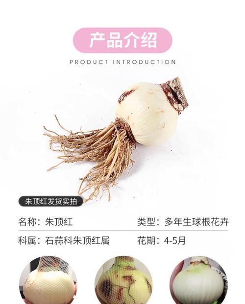 朱顶红的肥料需求是什么？如何为朱顶红准备合适的肥料？