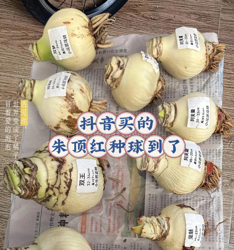 朱顶红的肥料需求是什么？如何为朱顶红准备合适的肥料？