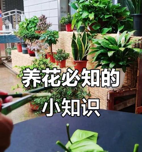 养花的实用技巧有哪些？