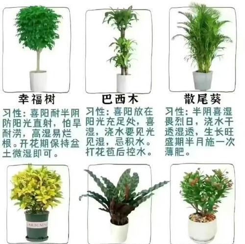 养花的实用技巧有哪些？