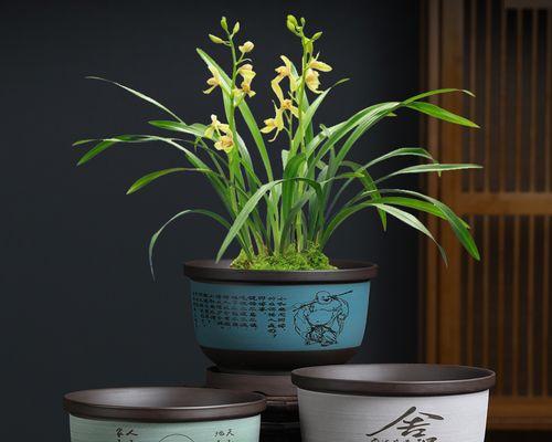 紫砂九龄君子兰的特性介绍？