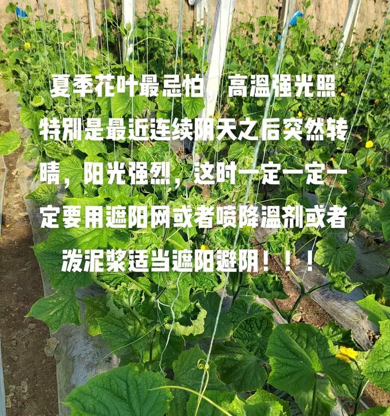 避开高温播种的具体含义是什么？