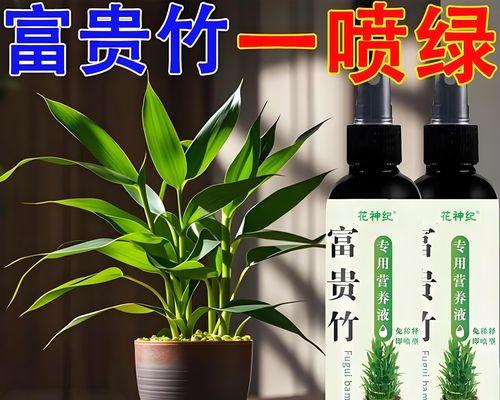 竹子水培叶子发黄枯萎？如何快速恢复？