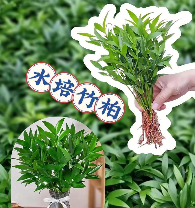 竹子水培叶子发黄枯萎？如何快速恢复？