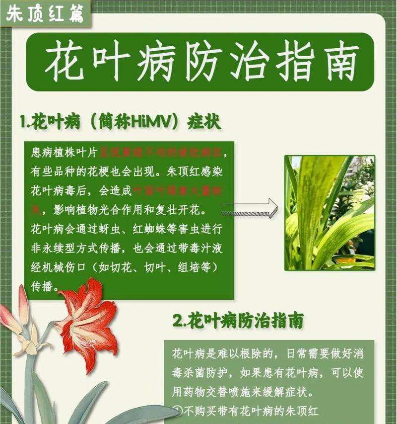 朱顶红不生长？可能的原因和解决办法是什么？