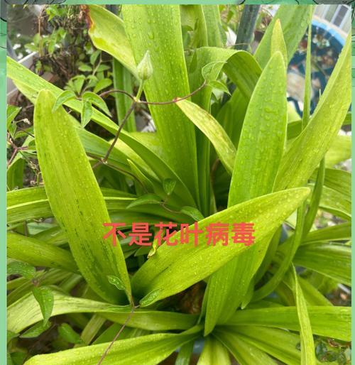 朱顶红不生长？可能的原因和解决办法是什么？