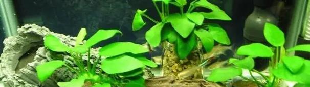 哪些是常见的野生热带水生植物？
