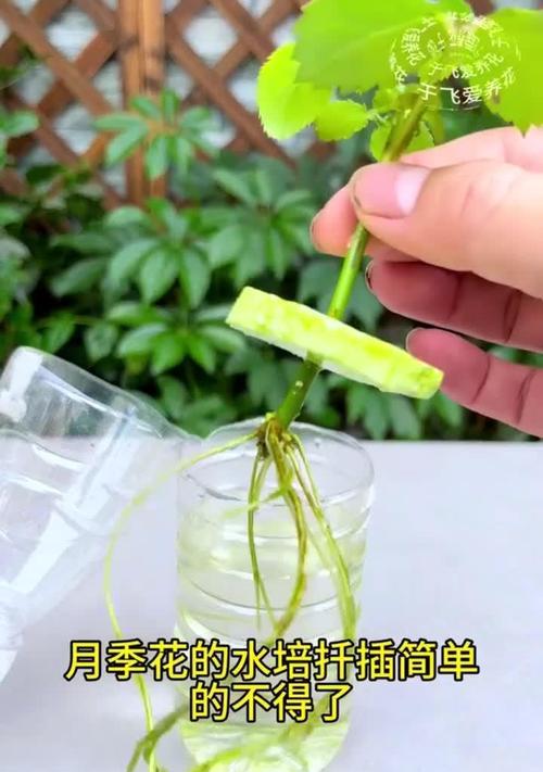 长枝月季扦插繁殖的正确方法是什么？