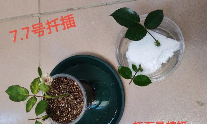 长枝月季扦插繁殖的正确方法是什么？