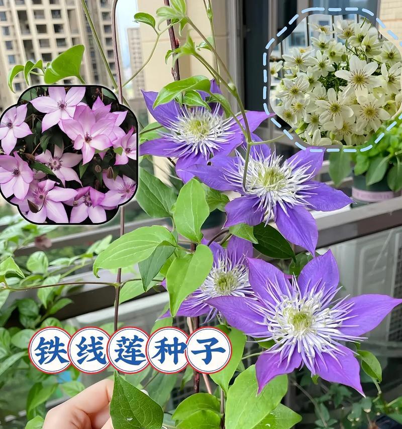 铁线莲的正确采摘方法是什么？