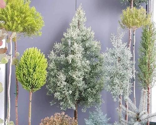 长绿盆栽木本植物的养护要点是什么？